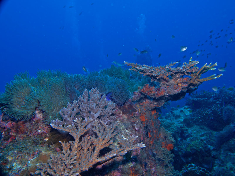 Underwater Scene